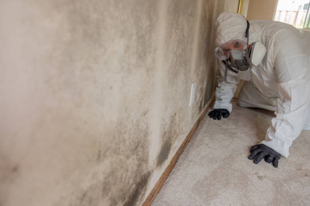 Professional Mold Inspection in Harristown, IL